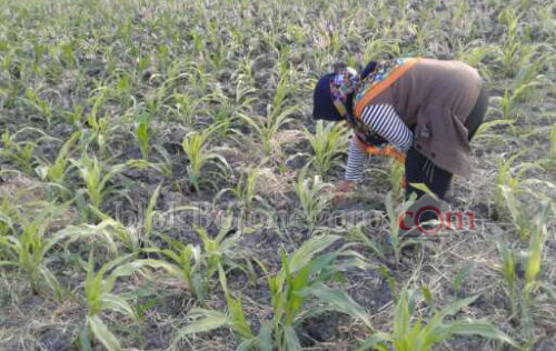 Kemarau, Harga Jagung Capai Rp4.000 Per Kilogram